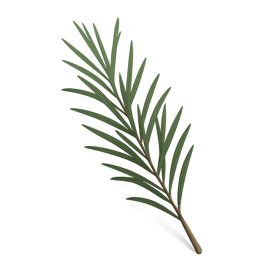 Delicate plantenscheut met fijne, naaldvormige blaadjes.