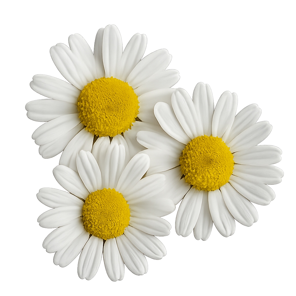 Drie kamillebloemen met witte bloemblaadjes en felgele bloemhoofdjes.