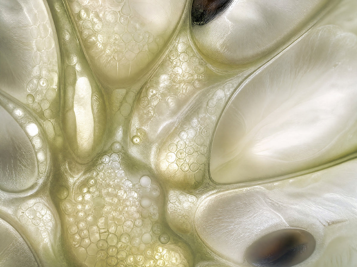 Cherimoya-vruchtextract