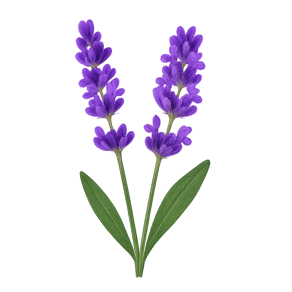 Lavendelplant met twee felpaarse bloemen en delicate groene blaadjes.