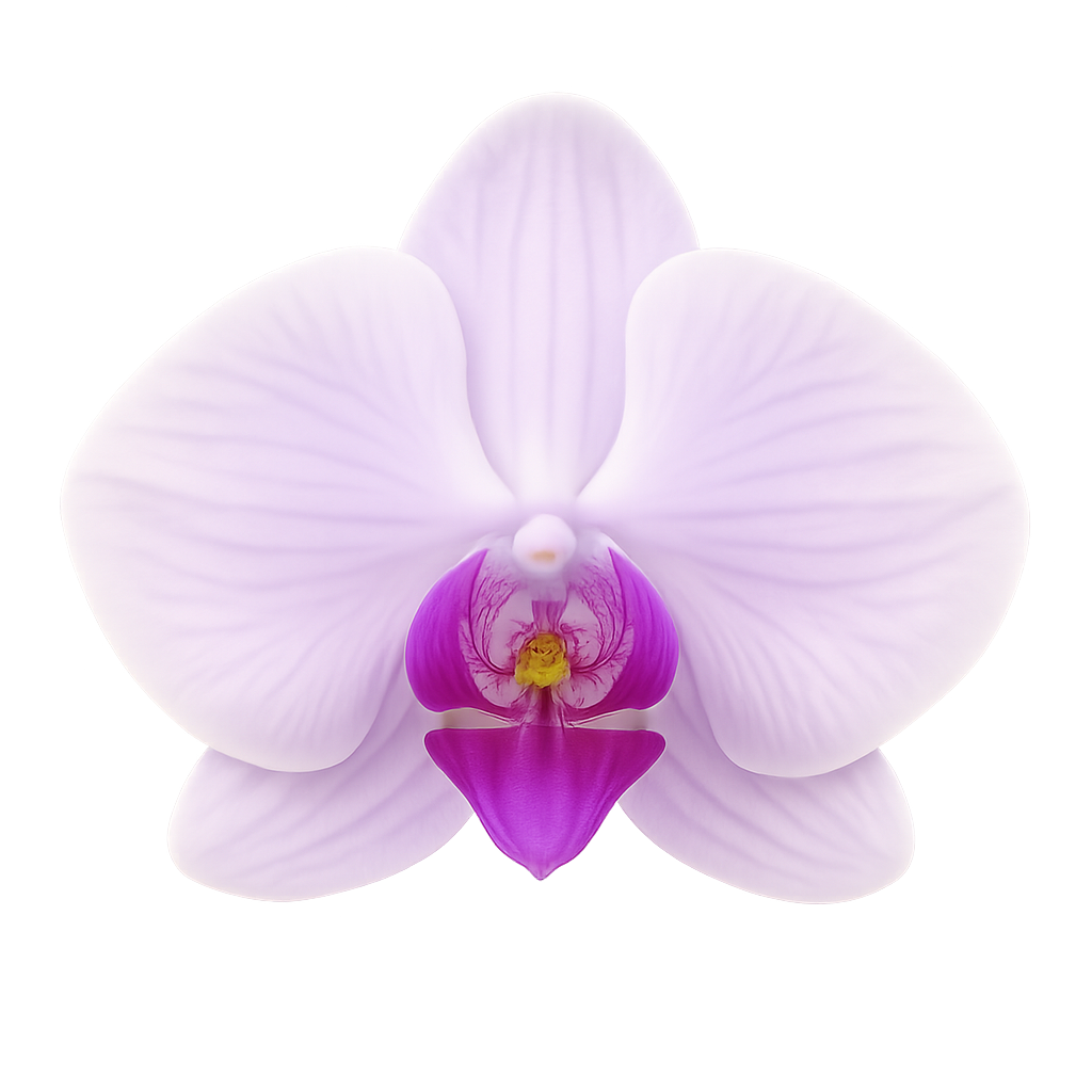 Roze orchidee met grote rozepaarse bladeren en kleine magenta bloemen.