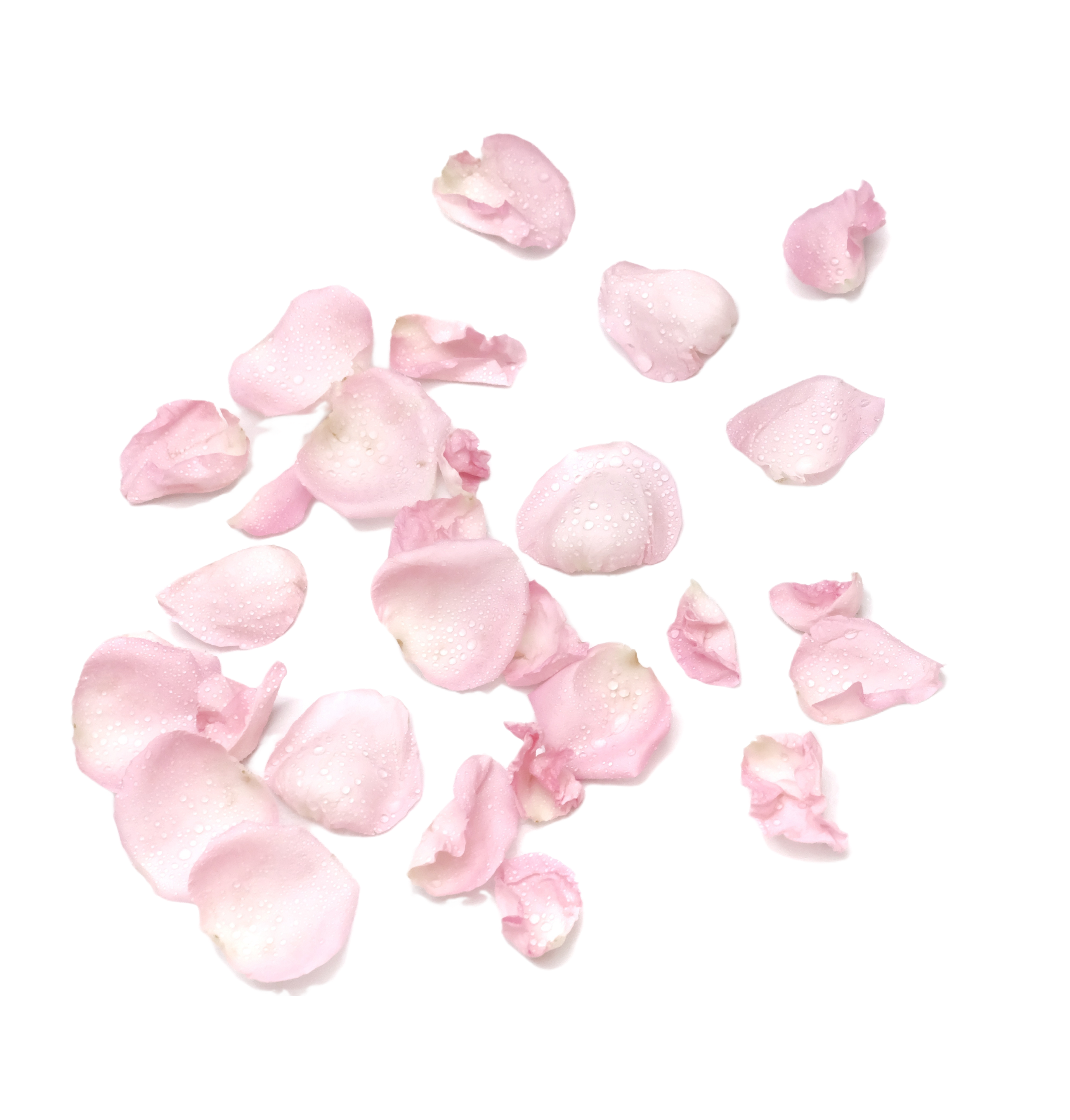 Roze bloemblaadjes met glinsterende waterdruppels die zachtjes naar beneden vallen.