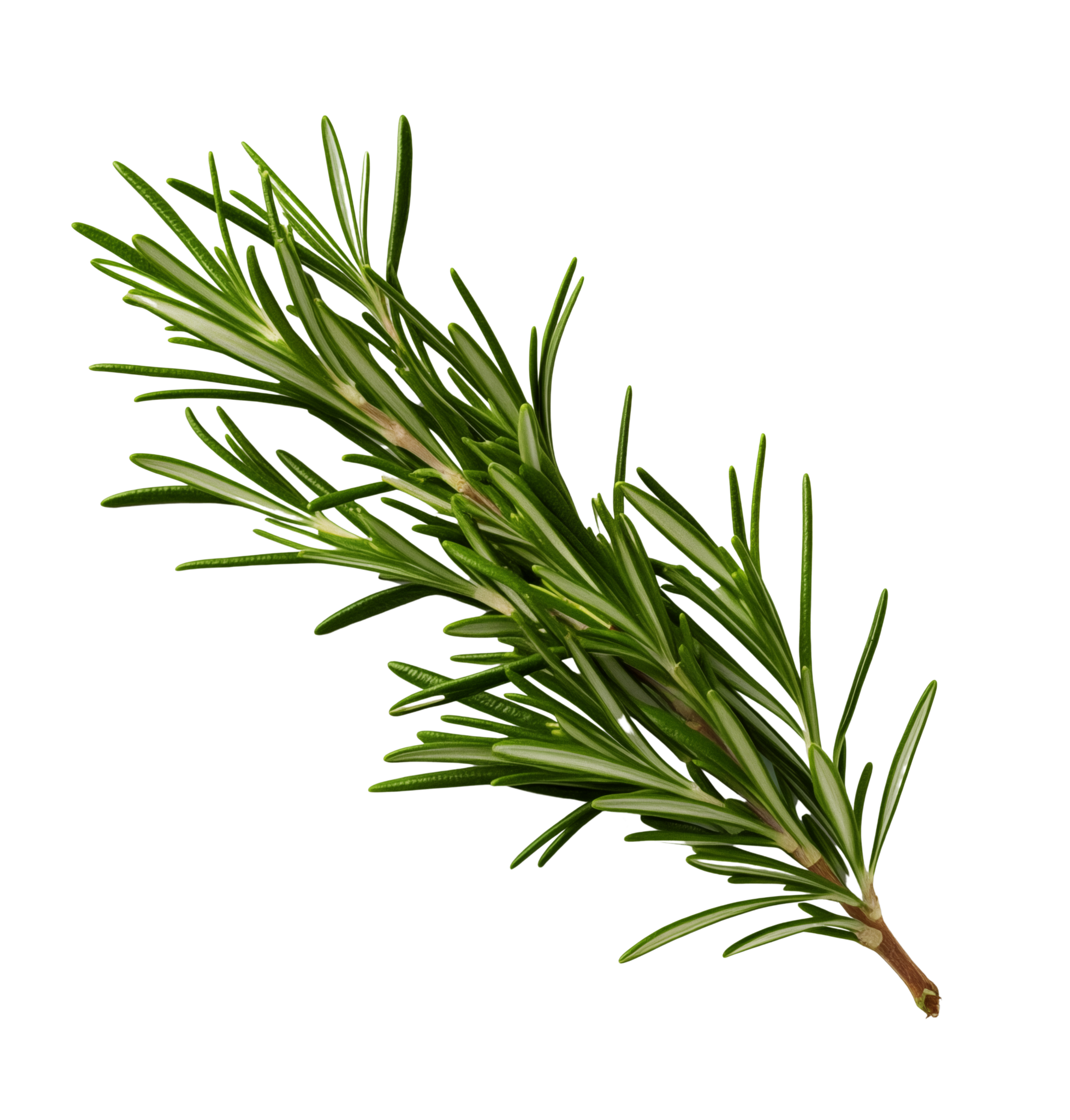 Rozemarijnstruik met dichte, groene naalden.